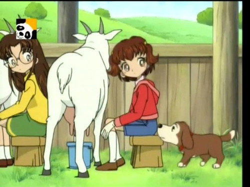 The Baby Goat still