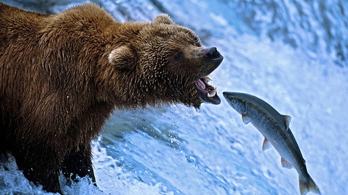 Nature's Great Events Season 1 Episode 2 - The Great Salmon Run
