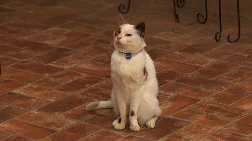 Dog with a Blog Season 3 Episode 22 - Cat with a Blog