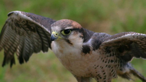 Nature Season 33 Episode 7 - Best of Birds