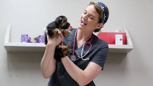 Heartland Docs, DVM Season 4 Episode 3 - May the Horse Be With You