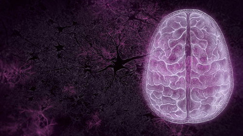 NOVA Season 50 Episode 9 - Your Brain: Perception Deception (1)