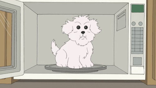 What Happens if You Feed a Dog Chocolate While He Wears a Tin Foil Hat in the Microwave still