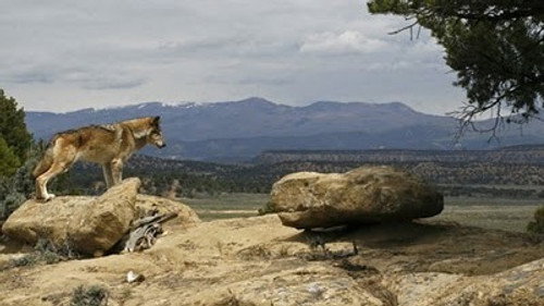 Natural World Season 27 Episode 10 - Lobo: The Wolf that Changed America
