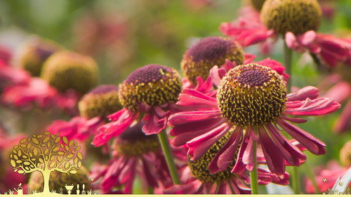 Gardeners' World Season 55 Episode 19 - Episode 19