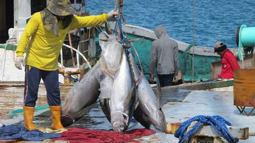 Foreign Correspondent Season 23 Episode 24 - Palau - Take A Long Line