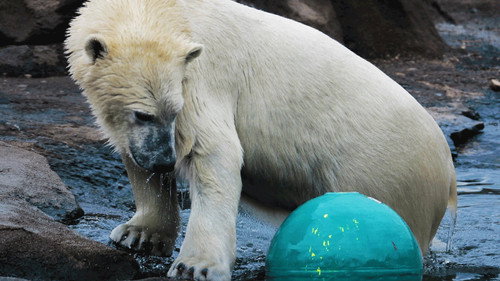 Secrets of the Zoo Season 2 Episode 12 - Polar Bear Express