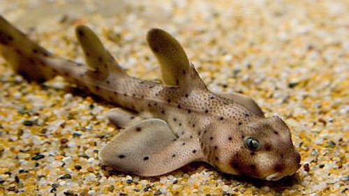 Natural World Season 17 Episode 3 - Secret Sharks