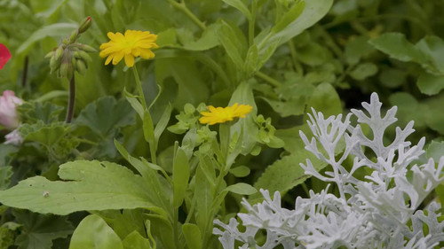 Natur im Garten Season 25 Episode 8 - Episode 8