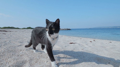 A Cat's-Eye View of Japan Season 1 Episode 5 - Okinawa/Kudaka: A Spiritual Paradise