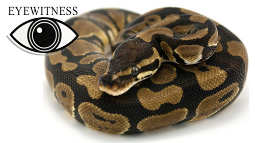 Eyewitness Season 1 Episode 11 - Reptile