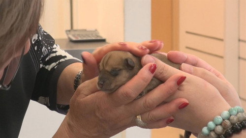 Document 72 Hours Season 5 Episode 21 - A 24/7 Animal Hospital: When a Pet Needs a Vet