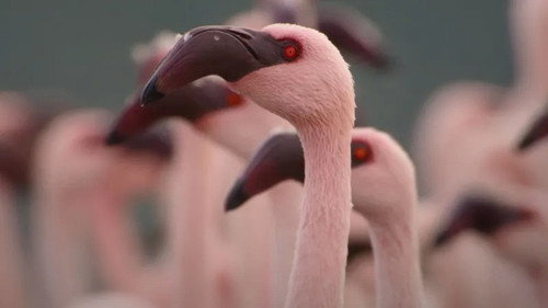 Africa Earth's Wild Home Season 1 Episode 1 - Welcome to Africa