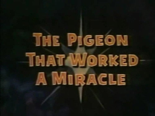 The Wonderful World of Disney Season 5 Episode 2 - The Pigeon That Worked a Miracle