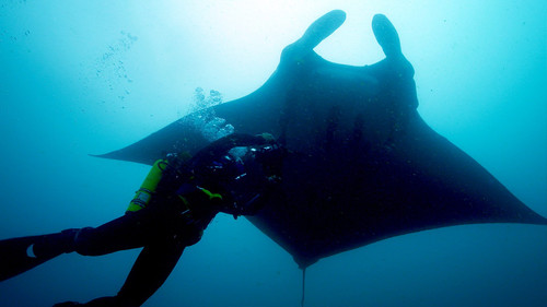 Deadly 60 Season 4 Episode 6 - Ecuador Oceans
