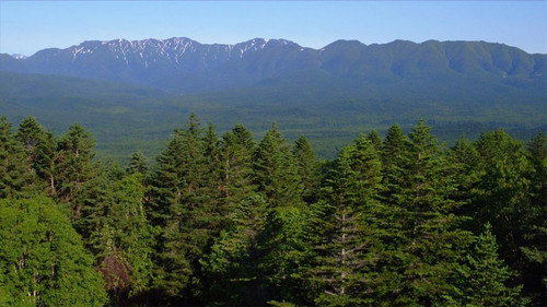 Wild Hokkaido! Season 1 Episode 13 - The Forest of Higashi-Taisetsu