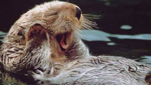 Natural World Season 19 Episode 1 - Otters in the Stream of Life