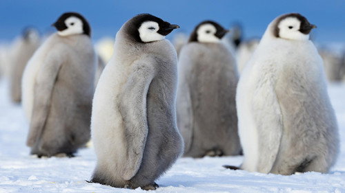Secrets of the Penguins Season 1 Episode 1 - Heart of the Emperors