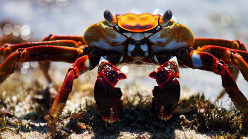 Blue Planet II Season 1 Episode 6 - Coasts