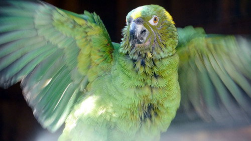Nature Season 32 Episode 9 - Parrot Confidential