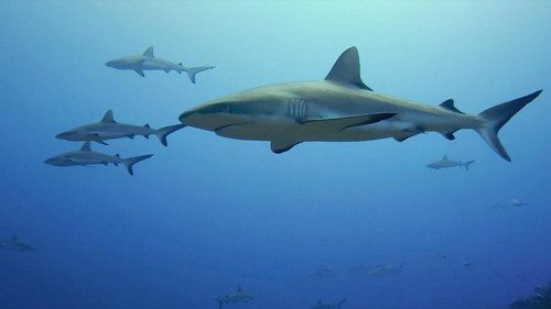 When Sharks Attack Season 6 Episode 1 - Four Strike Summer