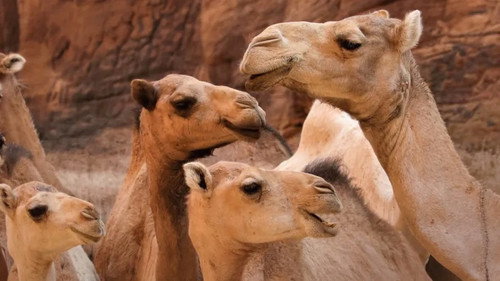 Africa Earth's Wild Home Season 1 Episode 4 - Desert