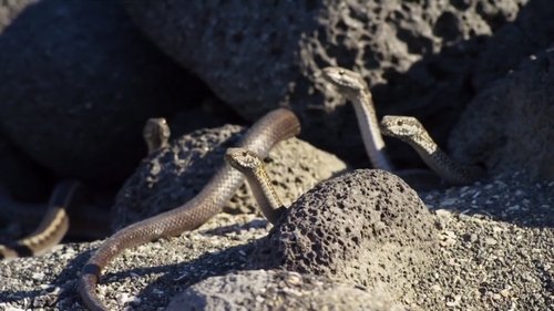 Planet Earth II Season 1 Episode 1 - Islands