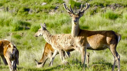 Wild Britain still