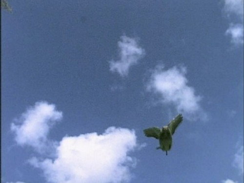 The Life of Birds Season 1 Episode 6 - Signals and Songs