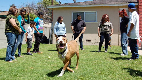 Pit Bulls and Parolees Season 3 Episode 1 - Judgement Day