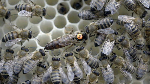 Foreign Correspondent Season 28 Episode 23 - Insectageddon