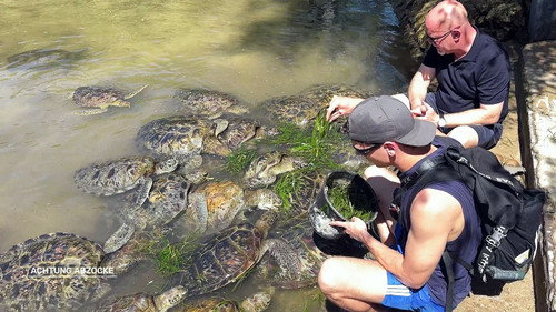 Achtung Abzocke Season 29 Episode 3 - Sad rip-off instead of animal welfare: Bali and the abused turtles
