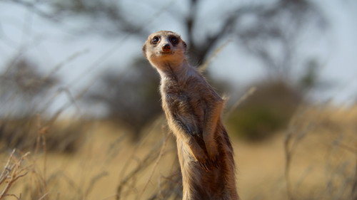 Earthsounds Season 1 Episode 7 - African Deserts