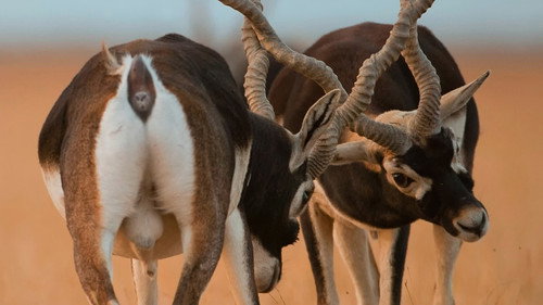 Into the Wild: India Season 1 Episode 6 - Youngsters of the Desert