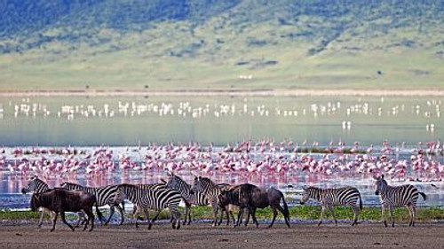 Natural World Season 18 Episode 14 - The Crater: Africa's Predator Paradise
