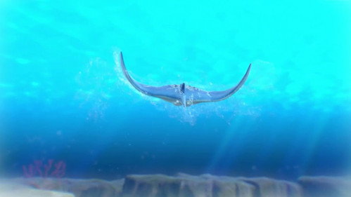 Searching for a Manta Ray still