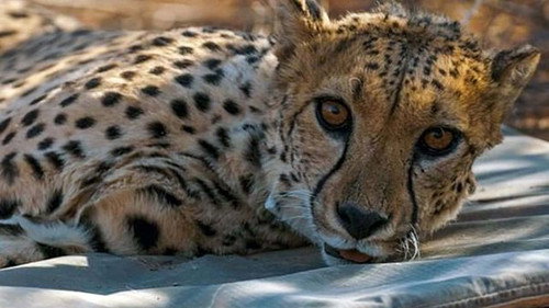 Are Animals Cleverer than Us? still