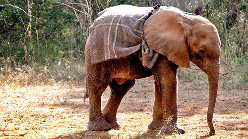 Elephant Diaries Season 1 Episode 2 - Episode 2