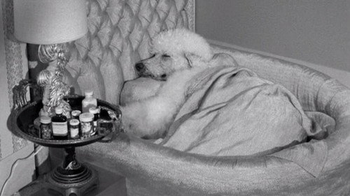 The Beverly Hillbillies Season 3 Episode 23 - Drysdale's Dog Days