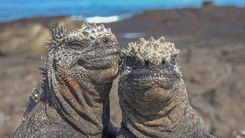 Nature Season 42 Episode 4 - Spy in the Ocean: Deep Relationships