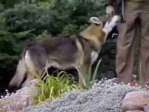 The Littlest Hobo Season 2 Episode 12 - Portrait of Danger