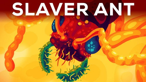 Kurzgesagt - In a Nutshell Season 10 Episode 15 - The Horror of the Slaver Ant