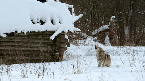 Nature Season 30 Episode 1 - Radioactive Wolves