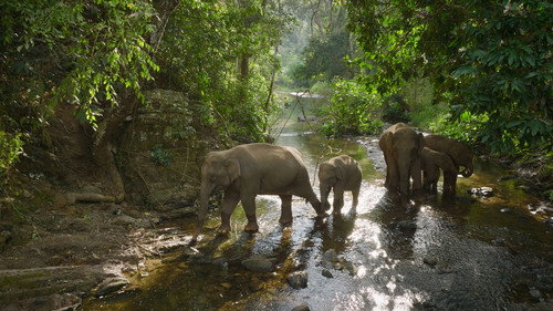 China's Wild Empire Season 1 Episode 3 - Yunnan's Intrepid Elephants