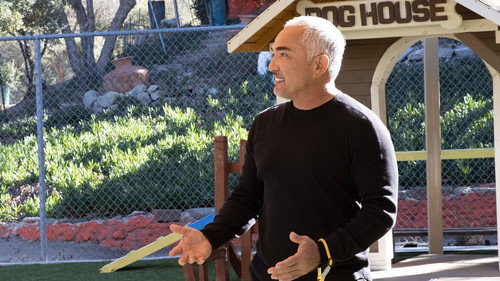 Cesar Millan: Better Human, Better Dog Season 1 Episode 4 - Front of the Pack