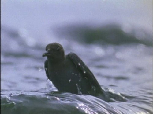 The Life of Birds Season 1 Episode 5 - Fishing for a Living