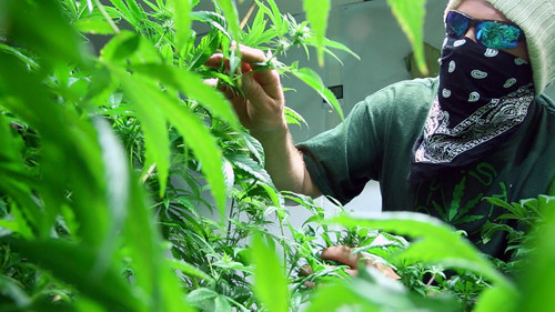 Drugs, Inc. Season 7 Episode 18 - Boston Weed Party