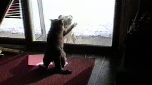 Funniest Pets & People Season 1 Episode 7 - Please Make Yourself Uncomfortable
