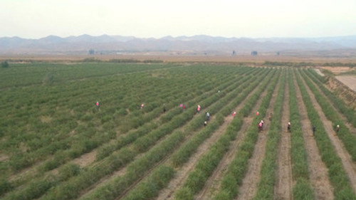 Asia Insight Season 7 Episode 3 - Counting on Red Fruit: China's One Belt One Road Initiative
