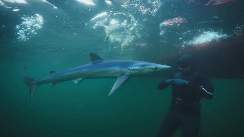 Shark with Steve Backshall Season 1 Episode 4 - North Atlantic Special
